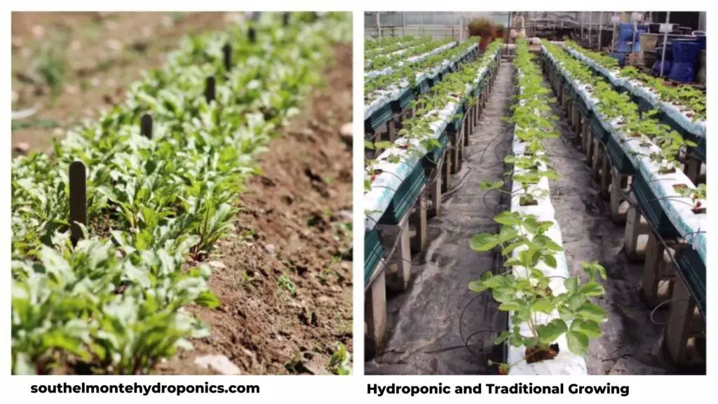 Hydroponic and Traditional Growing