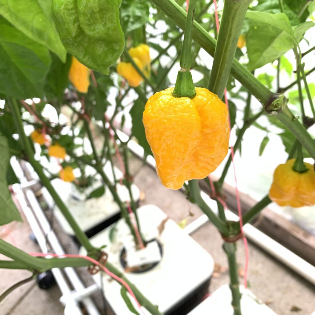 Hydroponic System for Pepper Growth