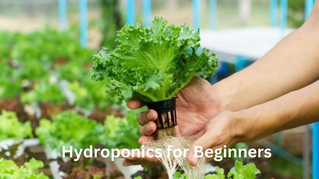 Hydroponics for Beginners (2)