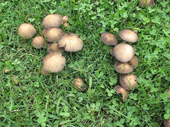 Impact of Mushrooms on Your Garden Plants