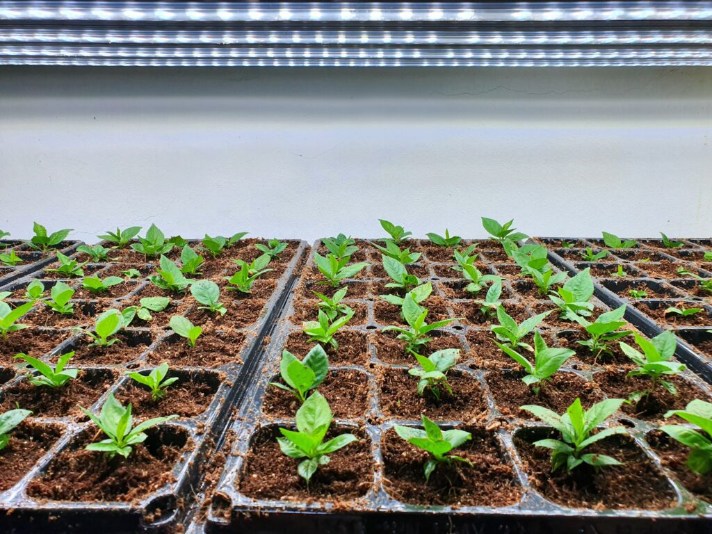 Importance of Energy-Efficient Hydroponic Grow Lights