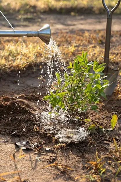 Importance of Sunlight and Watering