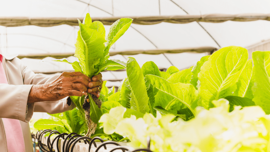 Light Requirements of Your Hydroponic Plants