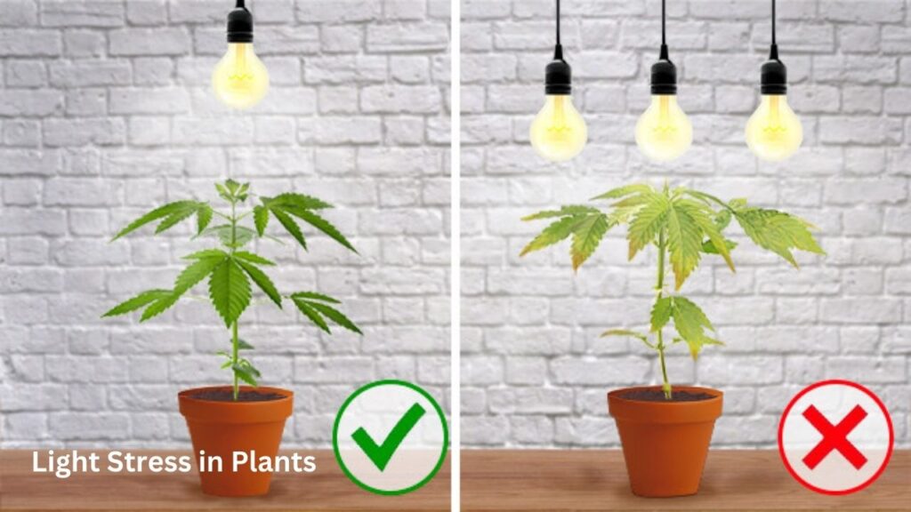 Light Stress in Plants 