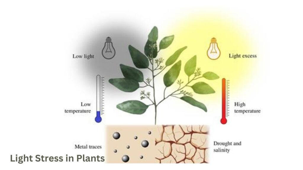 Light Stress in Plants 