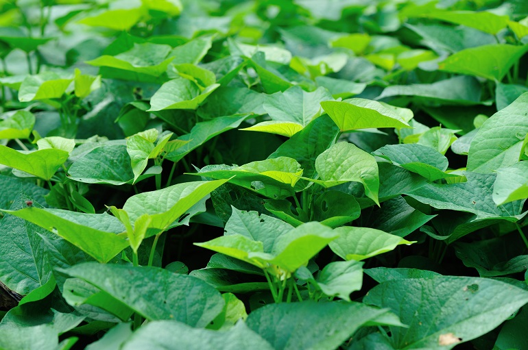 Managing Pests and Diseases in Sweet Potato Vines