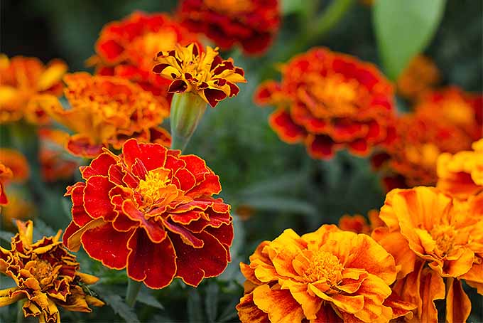 Marigold Flowers 1