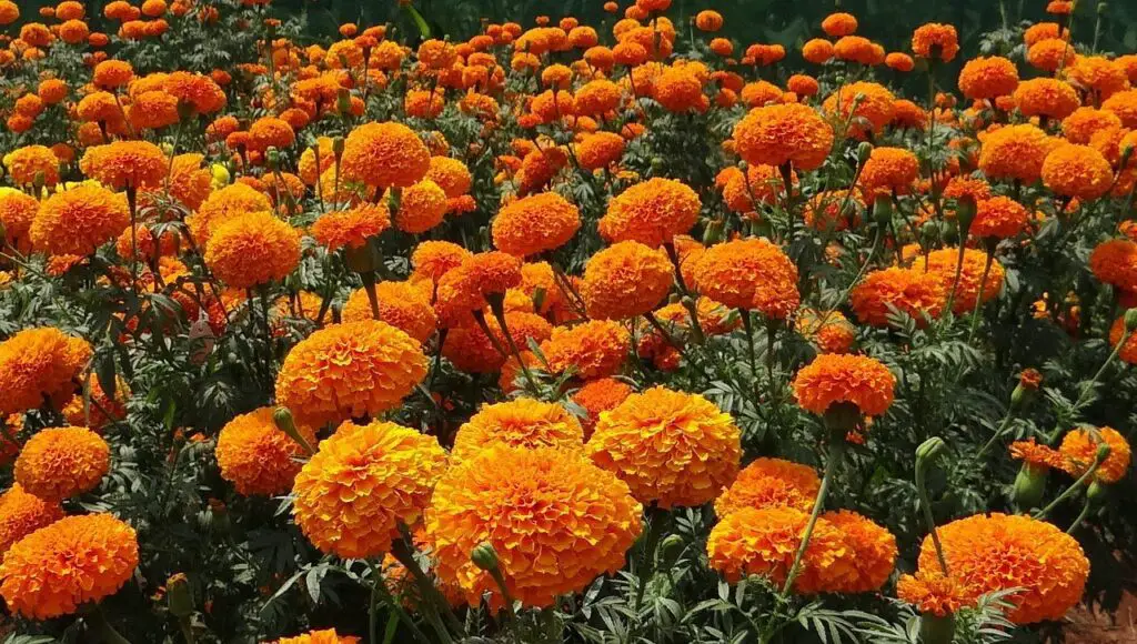 Marigold Flowers Garden 1