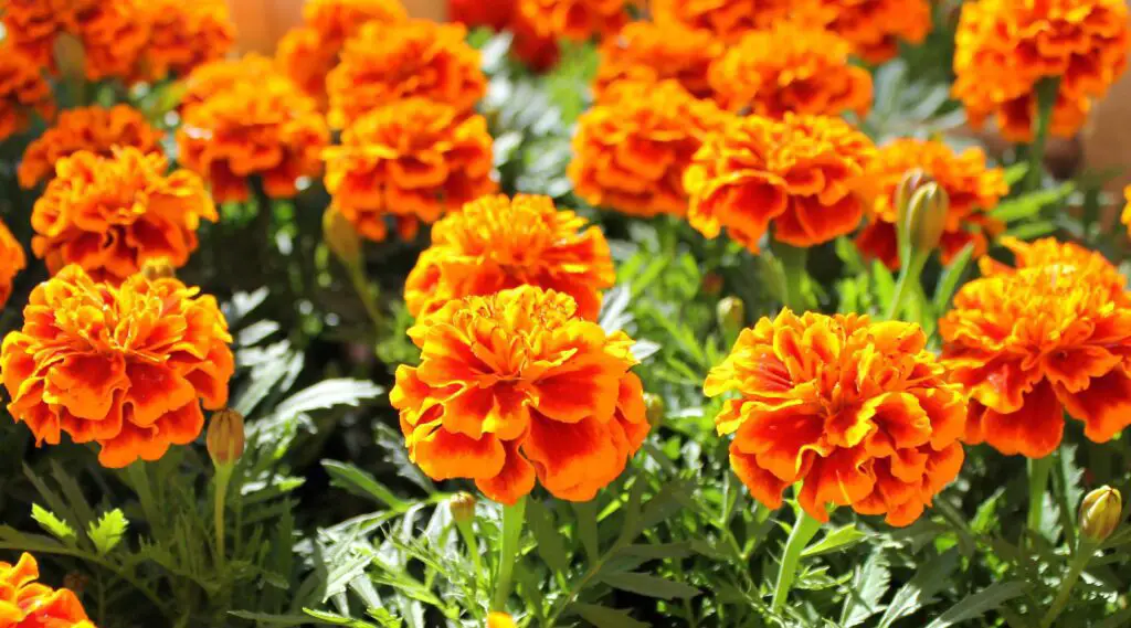 Marigold Flowers garden