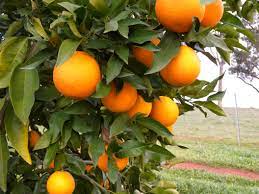 Navel Orange Tree Care (2)