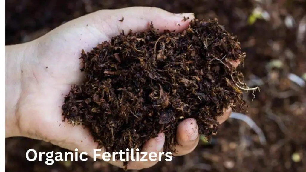 Organic Fertilizers (1)
