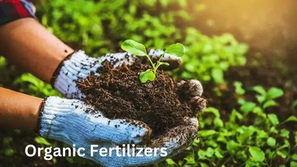 Organic Fertilizers (2)