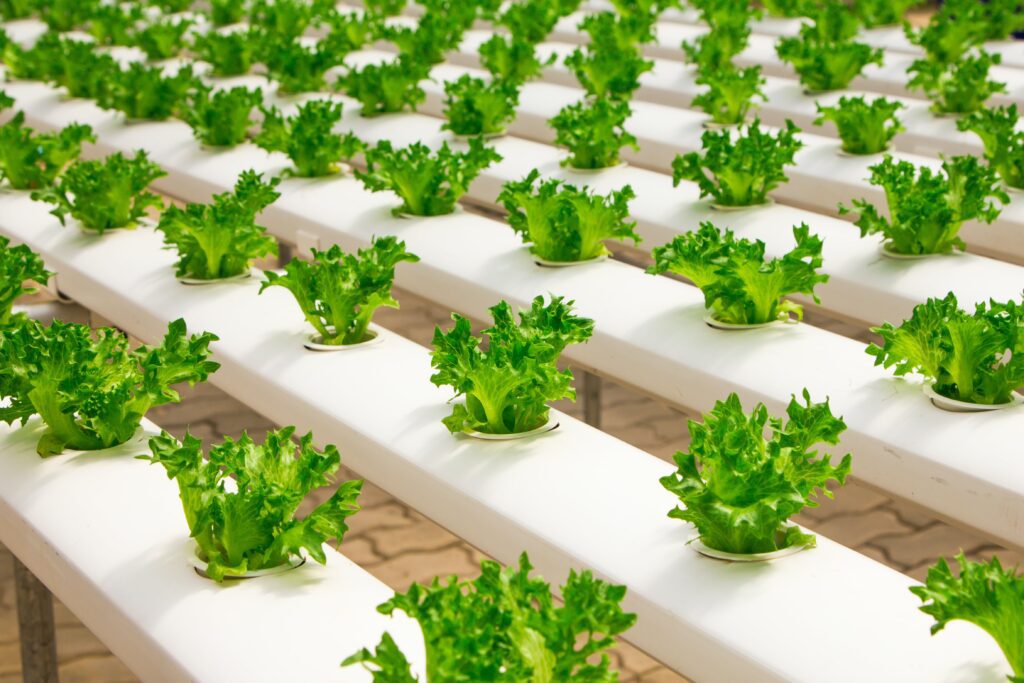 Organic Weed Control Methods to Maintain a Chemical-Free Hydroponic System