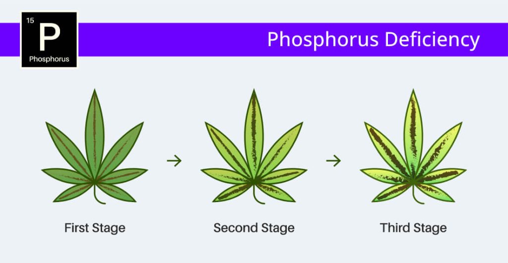 Phosphorus Deficiency