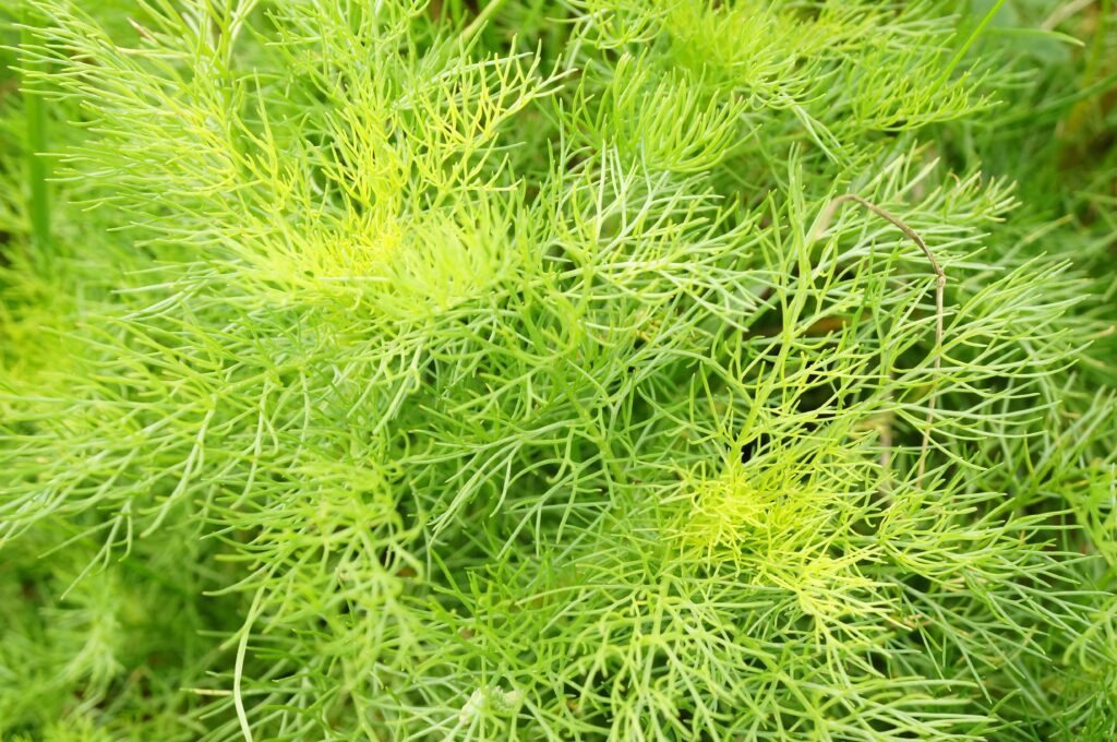 Pine Needles Acidic Mulch for Acid-Loving Plants