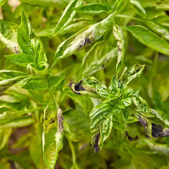 Preventing Common Pests and Diseases in Your Herb Garden