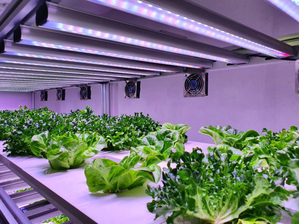 Providing Adequate Light for Indoor Hydroponic Gardens