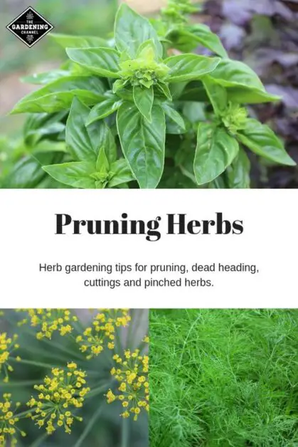 Pruning and Harvesting Techniques for Healthy Herbs