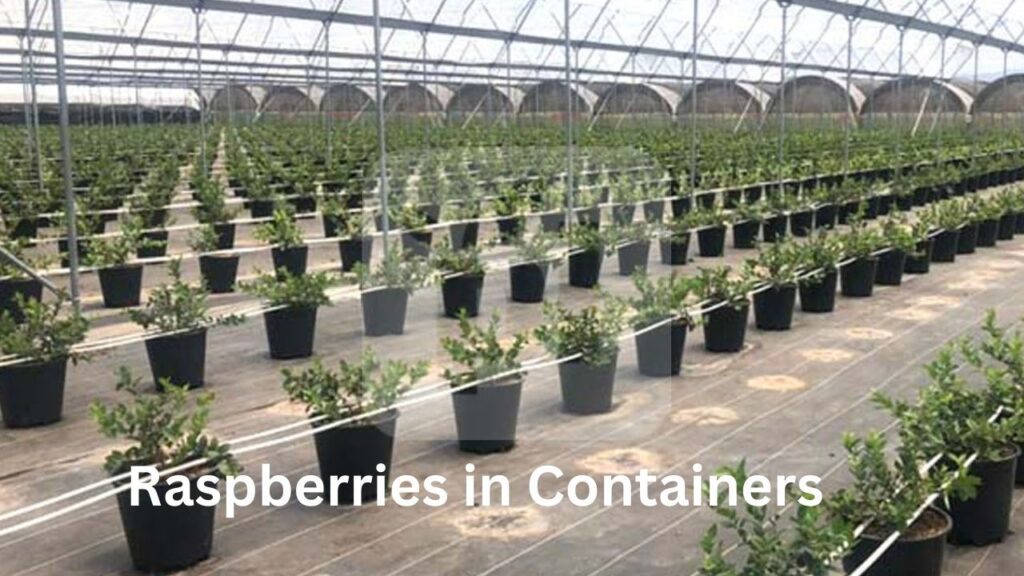 Raspberries in Containers (2)