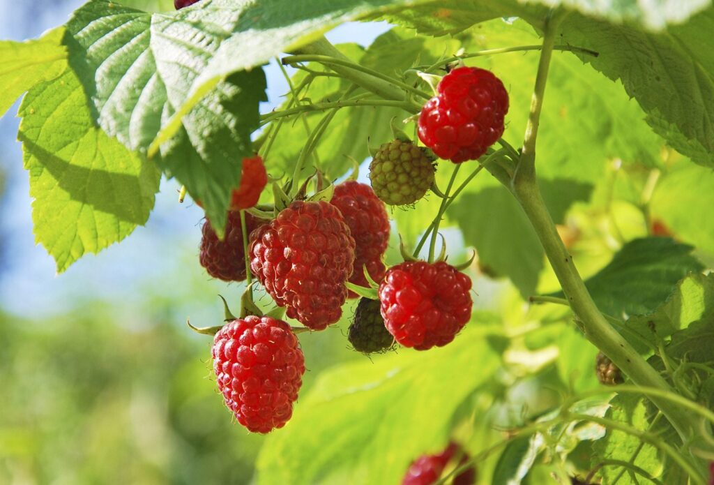 Raspberries in Containers (3)