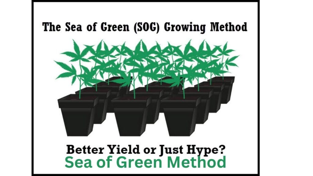 Sea of Green Method 