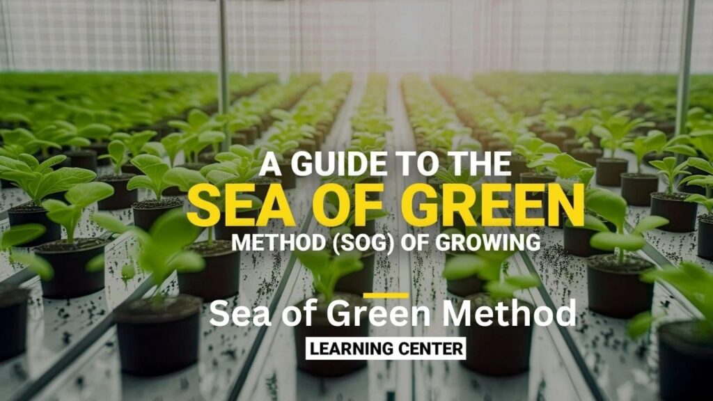 Sea of Green Method