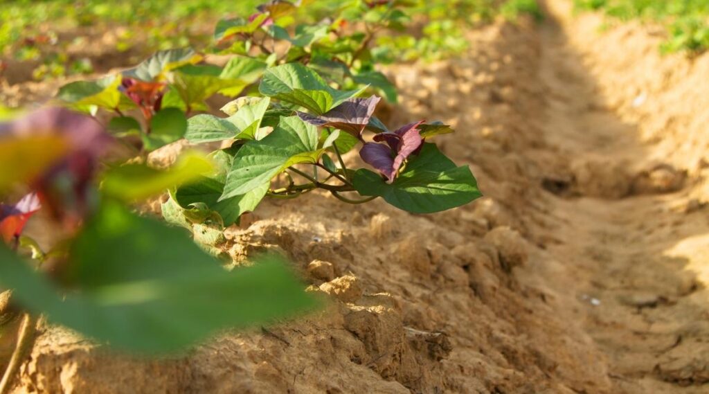 Soil for Sweet Potato Vines