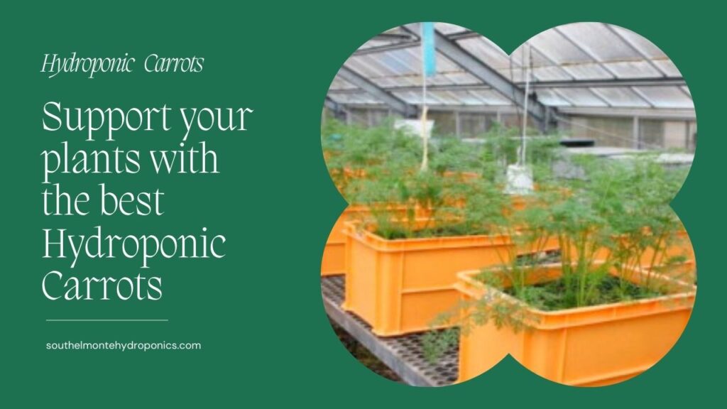 Support your plants with the best Hydroponic Carrots