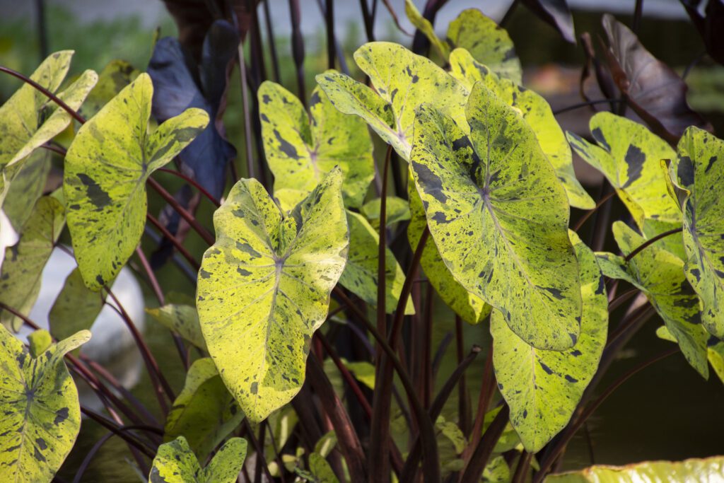 Symptoms of Copper Deficiency in Plants