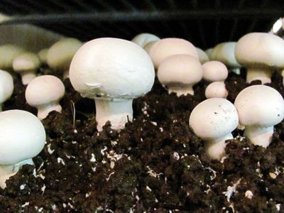Techniques for Managing Mushroom Growth in Your Garden