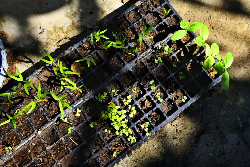 Transplanting Seedlings into Hydroponic Systems