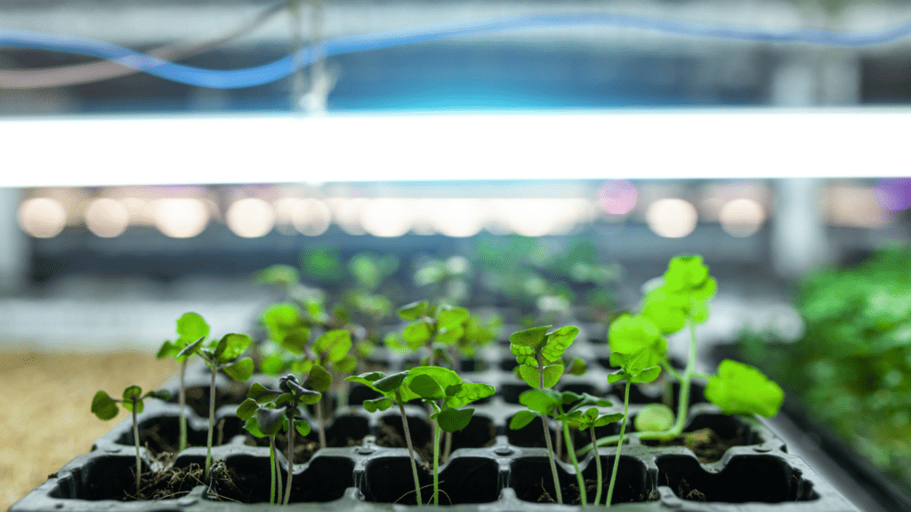 Types of Energy-Efficient Hydroponic Grow Lights