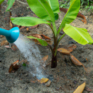 Watering and Fertilizing Dwarf Banana Trees