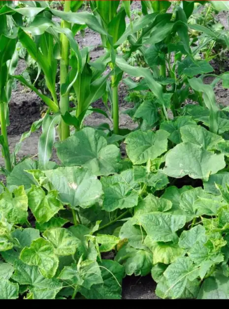 Utilizing Companion Planting for Enhanced Herb Growth