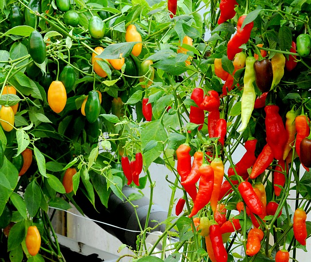 Varieties for Hydroponic pepper Cultivation