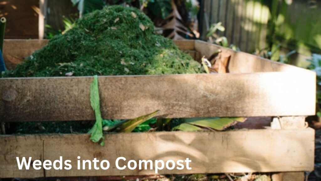 Weeds into Compost (1)