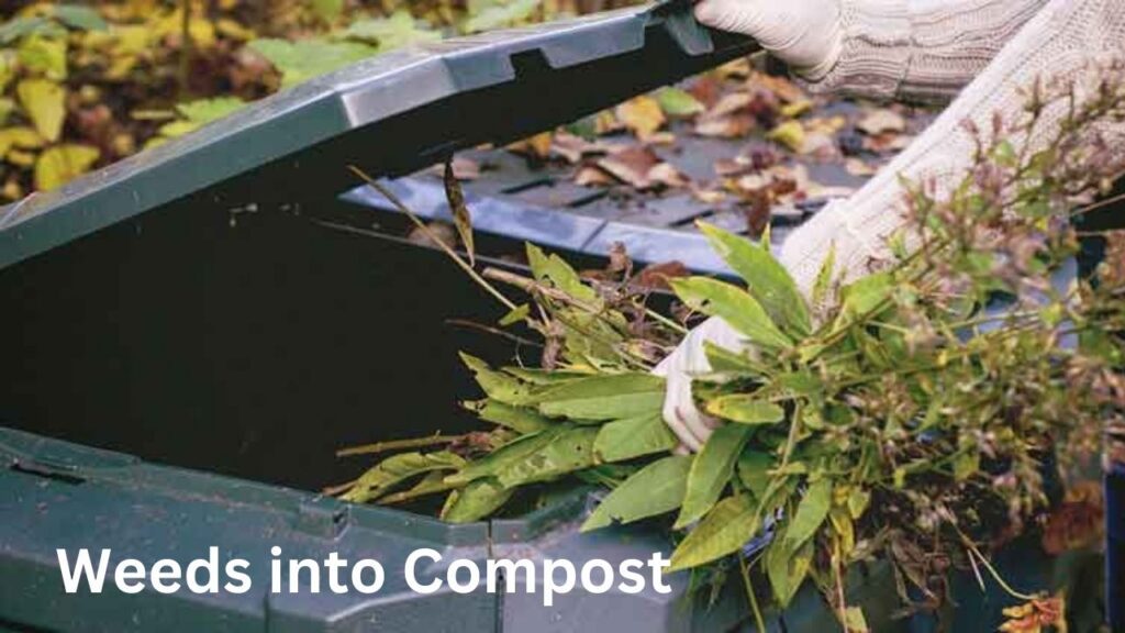 Weeds into Compost (2)