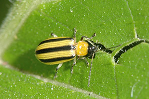 adult stripped cucumber beetle