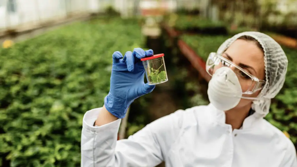Female scientist examining sample of a plant in a greenhouse.