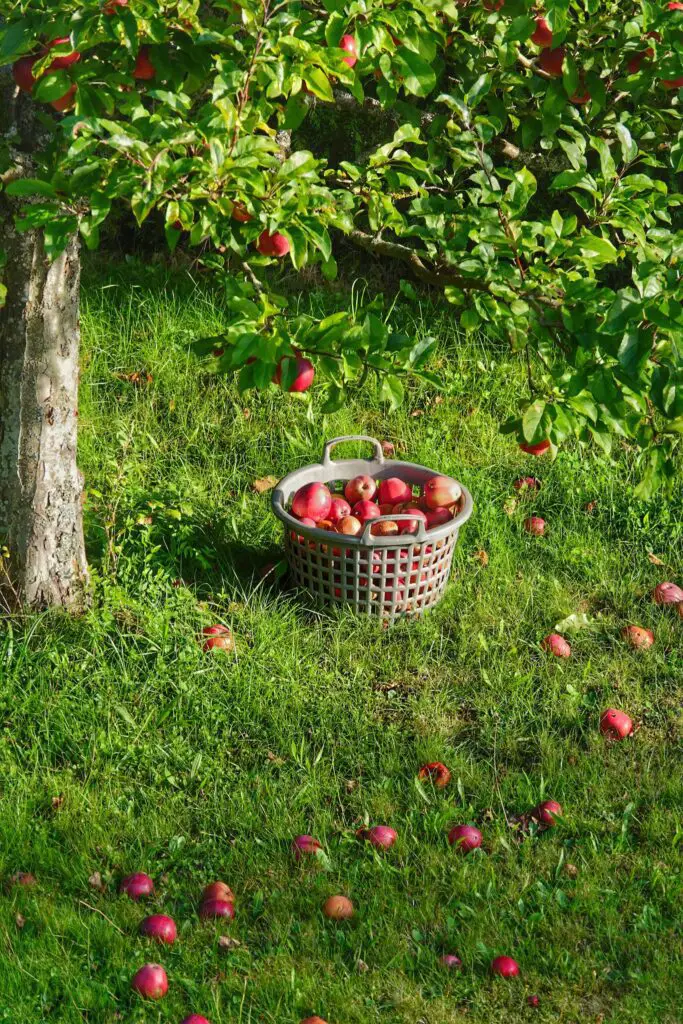 Heirloom Apples in Modern Cuisine: Creative Uses and Pairings