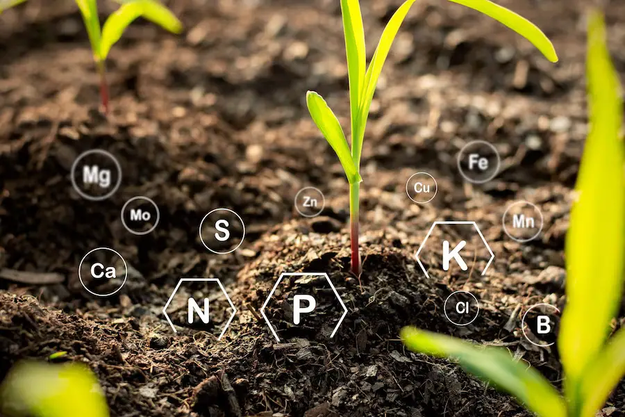 corn seedlings grow from fertile ground have technology icons about minerals soil suitable crops 38663 924