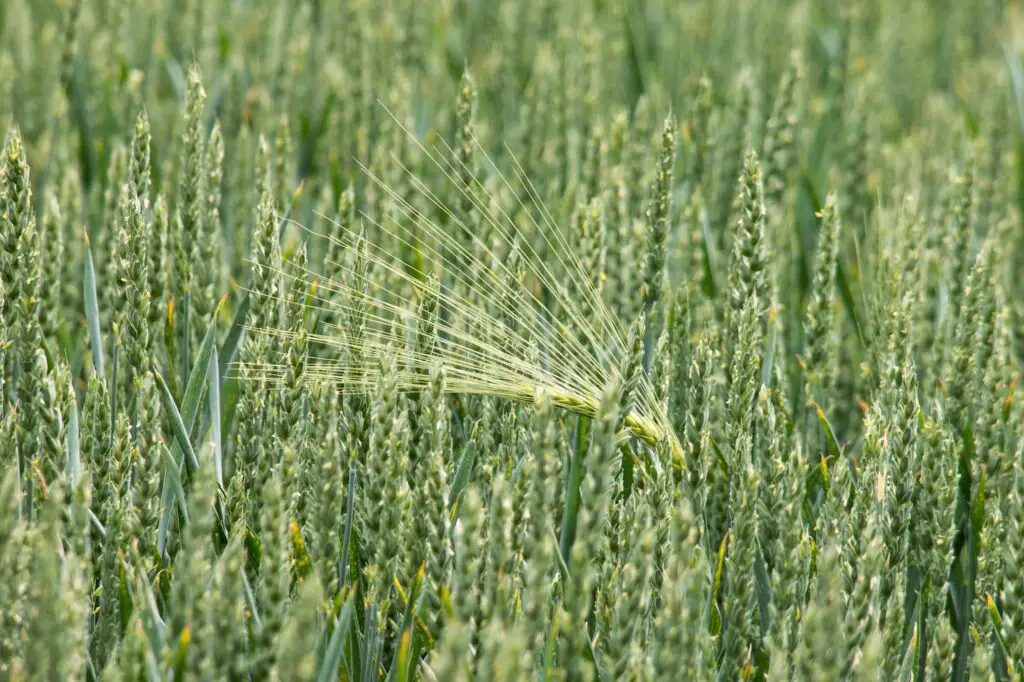 Protecting your wheat crop from pests and diseases