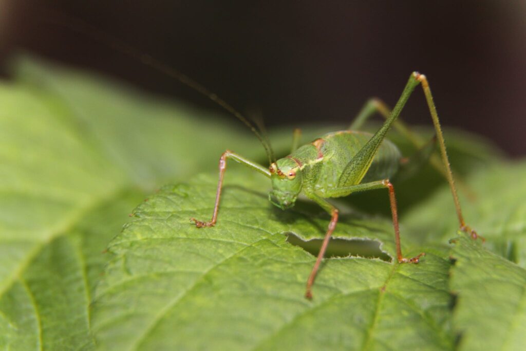 How to Protect Your Plants from Grasshoppers