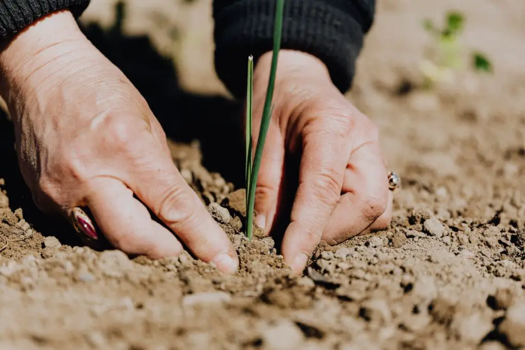 Performing a pH Measurement: Step-by-step instructions on how to conduct a pH measurement using your calibrated pH pen, ensuring precise results.