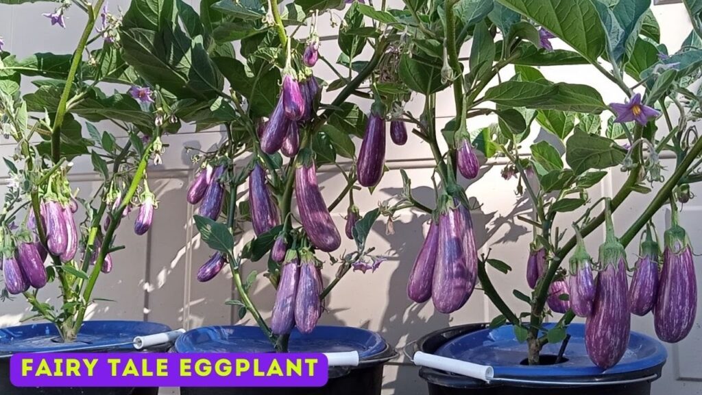 Delicious and Healthy Eggplant in Hydroponics