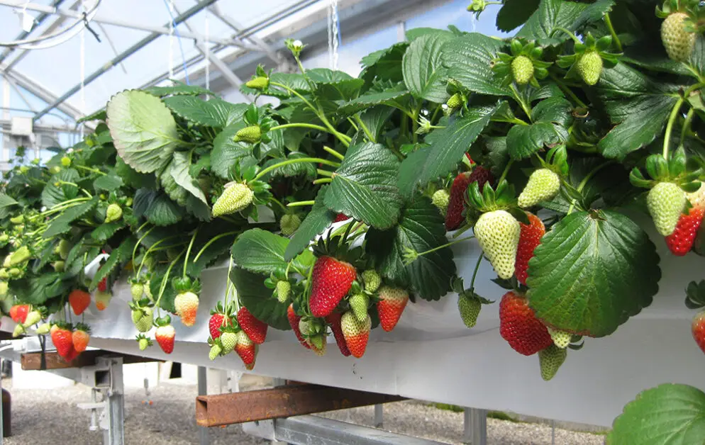 growing hydroponic strawberries
