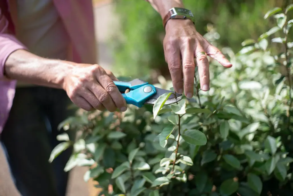 Pruning and Harvesting Marjoram: Techniques for Shaping and Maintaining Your Herb, Plus Tips for Harvesting Fresh Leaves