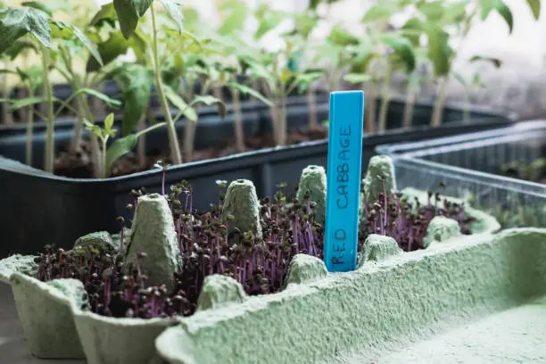 Germinating Cabbage Seeds and Transplanting Seedlings in Hydroponics