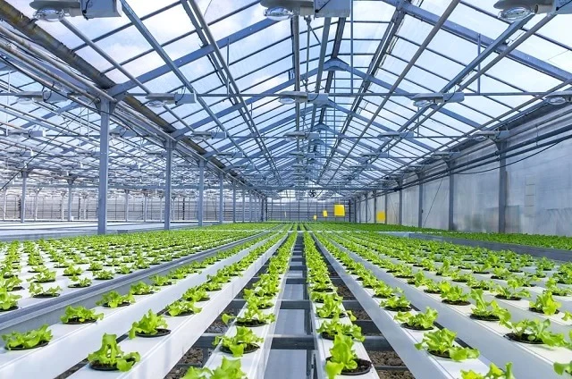 hydroponics farm