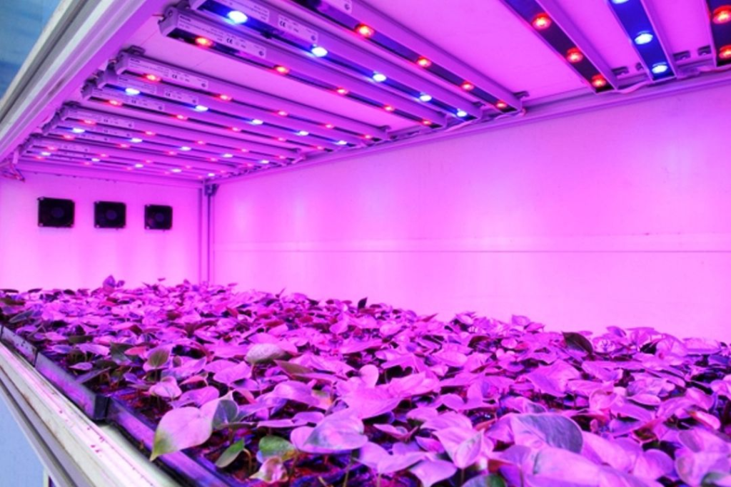 UV Light for Plants: Benefits, Risks, and How to Use It Safely